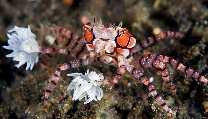 foto de Lybia edmondsoni